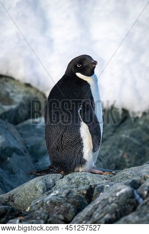 Adelie Penguin Stands On Rock Turning Head