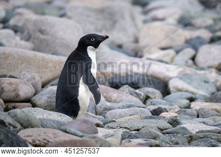 Adelie Penguin Stands On Rocks In Profile