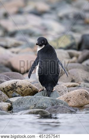 Adelie Penguin Stands On Rocks Looking Back
