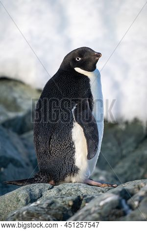 Adelie Penguin Stands Turning Head Towards Camera