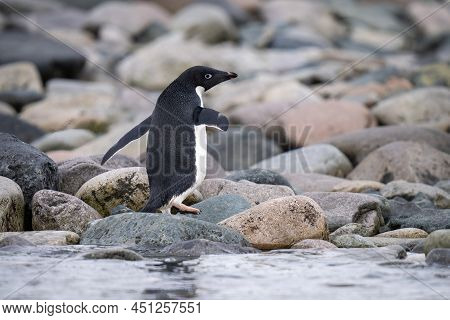 Adelie Penguin Walks Across Shingle By Water