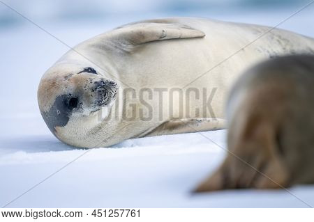 Close-up Of Crabeater Seal Lying By Another