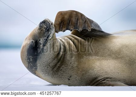 Close-up Of Crabeater Seal Scratching Its Chin