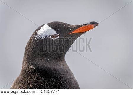 Close-up Of Gentoo Penguin Head Lifting Beak