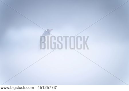 Gentoo Penguin Stands In Snowstorm Eyeing Camera
