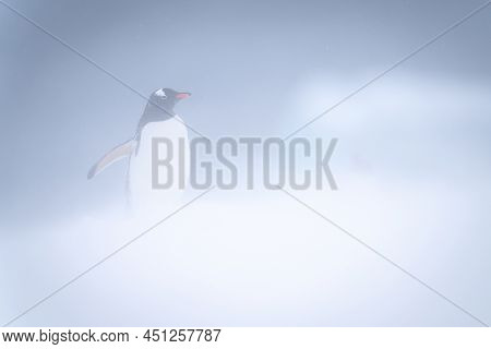 Gentoo Penguin Stands In Snowstorm Spreading Flippers