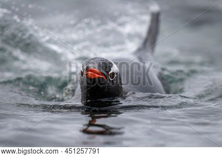 Gentoo Penguin Swims Towards Camera In Sea