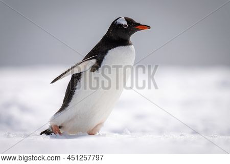 Gentoo Penguin Walks Across Snow Facing Right