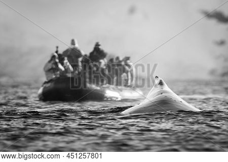 A Humpback Whale Surfaces Just In Front Of An Inflatable Boat Packed With Photographers Wearing Mult