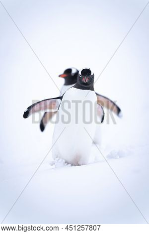 Two Gentoo Penguins Cross Snow In Line