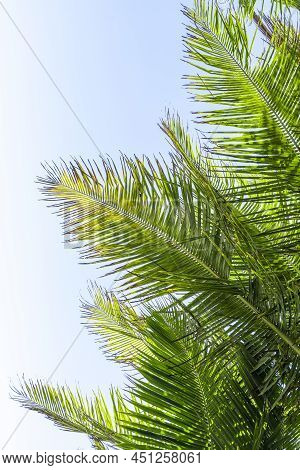 Palm Tree Leaf On Blue Sky. Tropical Island, Beach Vacation And Travel Background