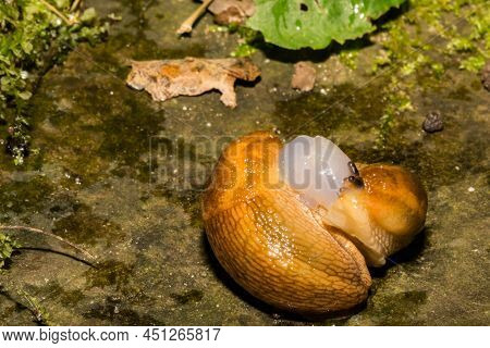 Dusky Slugs Found Breeding In The Yard In New England.