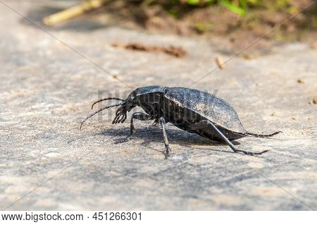 Carabus Coriaceus Is A Species Of Beetle Widespread In Europe, Where It Is Primarily Found In Decidu