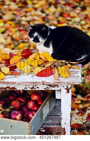 Stuffed Apple Cheesecake On The Table In The Autumn Garden . Selective Focus