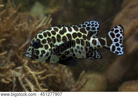 The Harlequin Sweetlips (plectorhinchus Chaetodonoides) In Aquarium.