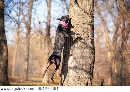 Active American Pit Bull Terrier With A Cute Pink Collar Jumps High Up The Trunk Of Tree To Get A To