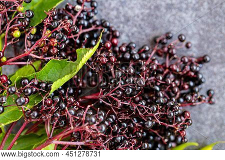Sambucus Berries On Gray Background. Elderberry Branches.ripe Black Elderberry. Elderberry Harvest.