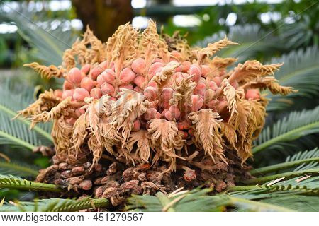 Flowers Of Drooping Cycad Plant Close Up