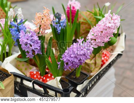 Hyacinth Flowers Fon Dante Aida, Broadway Growing Close Up