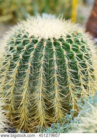 Echinocactus Grusonii Or Golden Barrel Cactus Without Flowers Close Up