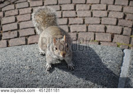 Grey Squirrel From Above On The Paving In A Park