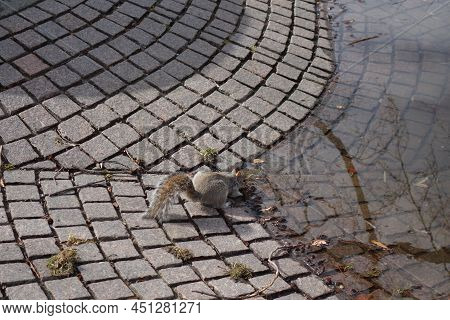 Grey Squirrel From Above On The Paving Of A Fontain Drinking Water