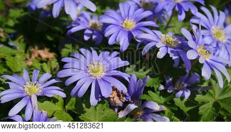 Beautiful Blue Anemone Apennina Flowers On Green Grass Background Close Up.