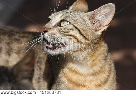 Yellow-brown Striped Cat Looking Up, Yellow Eyes, Long White Mustache, Dark Background, Place For Te