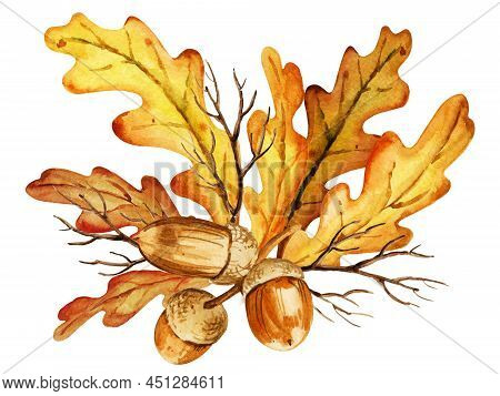 Watercolor Leaves, Acorns And Branches Of Oak, Autumn Composition, Hand Draw Illustration, Yellow, O