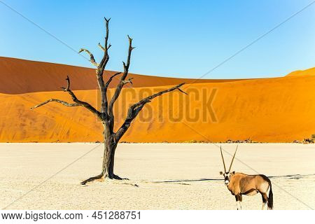 The antelope oryx grazes in the valley of Sossusflei. The Namib Naukluft Park. Namibia. Africa. Huge scenic red and orange sand dunes. 