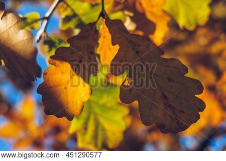 Autumn Orange Colored Leaves, Maple Foliage Against Blue Sky, Selective Focus, Blurred Bokeh Backgro