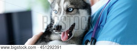 Veterinarian Holding Purebred Dog Mini Husky In His Arms In Clinic. Prophylactic Vaccination Of Pets