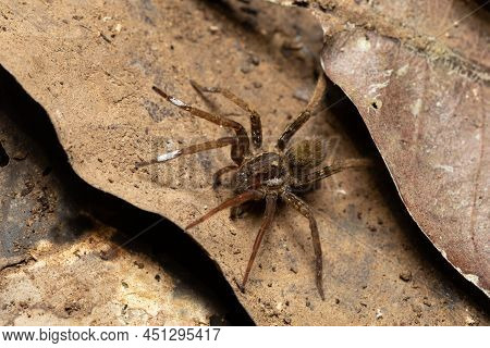 Wandering Spider From Ctenidae Family. Venomous Nocturnal Hunters On Ground In Rain Forest. Carara N
