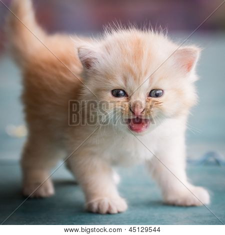 Little Cat