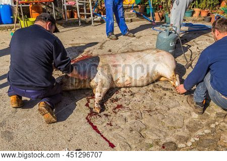 PAREDES DE COURA, PORTUGAL - MARCH 07, 2022: Butcher killed pig for old traditional ceremony in the north of Portugal