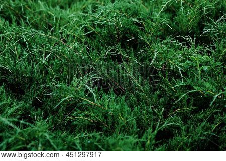 Tuya Green Background, Coniferous Tree. Green Leaves Of Tuya
