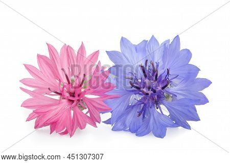 Blue And Pink Cornflowers Isolated On White