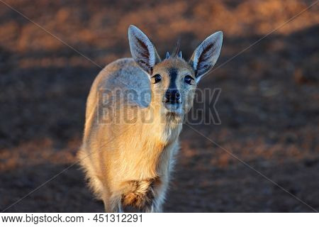 Portrait of a common duiker antelope (Sylvicapra grimmia), South Africa
