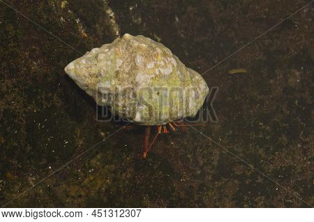 Hermit Crab Clibanarius Aequabilis Occupying A Red-mouthed Rock Shell Stramonita Haemastoma. Montana