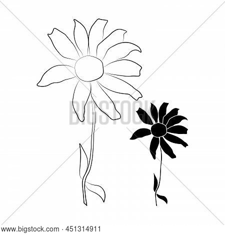 Set Of Two Open Heliopsis Blossom Vector Outline And Silhouette Illustration Isolated On White Backg