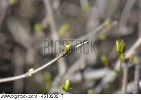Oval-leaved Privet Branch With New Green Leaves