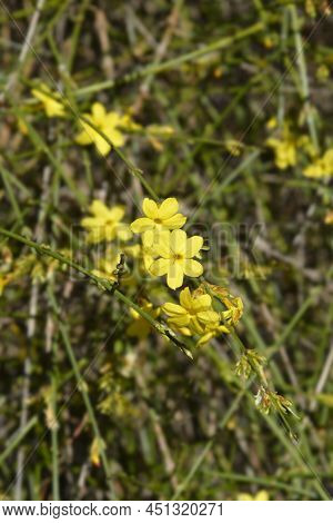 Winter Jasmine Branches With Yellow Flowers In Late Winter