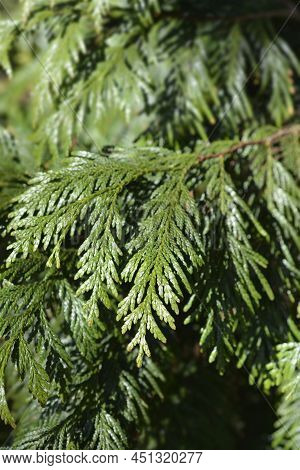 Western Red Cedar Branch With Green Leaves