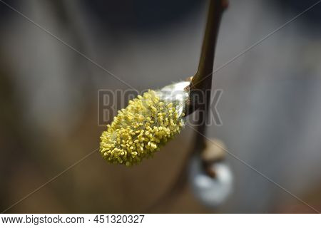 Kilmarnock Willow Branch With Flower In Tke Winter