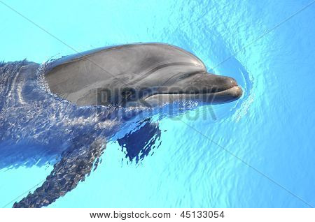Delfino sorridente