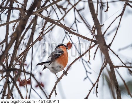 Bullfinch Sits On A Branch And Eats Small Red Apples. Bullfinch Bird Eats Berry On A Tree Branch. Bu
