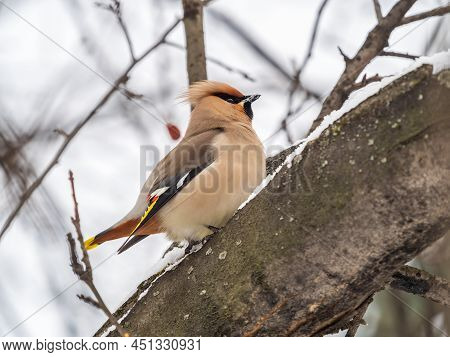 Bohemian Waxwing Sitting On The Branch With Snow In Winter Or Early Spring Day. The Waxwing, A Beaut