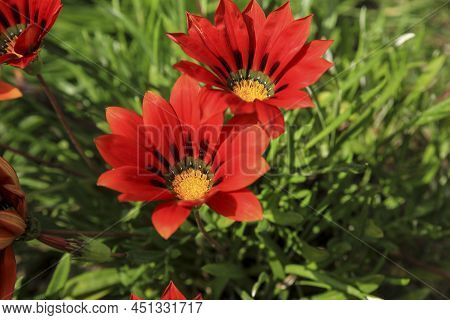 Colorful Red Gazania Linearis Flowers In The Garden In Spring