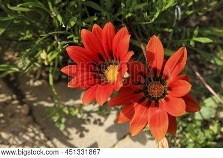 Colorful Red Gazania Linearis Flowers In The Garden In Spring