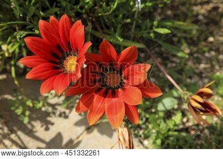 Colorful Red Gazania Linearis Flowers In The Garden In Spring